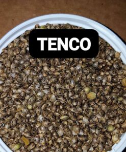 Blue Zushi Seeds