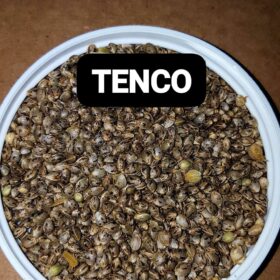 Blue Zushi Seeds