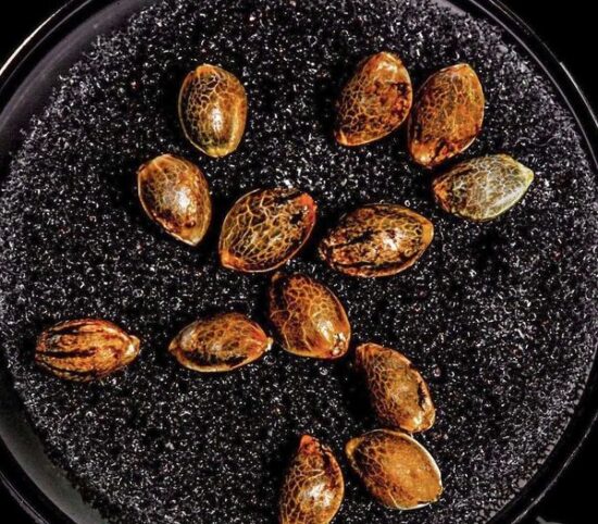 Maine Lobster Seeds