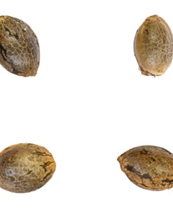 Nishi Seeds