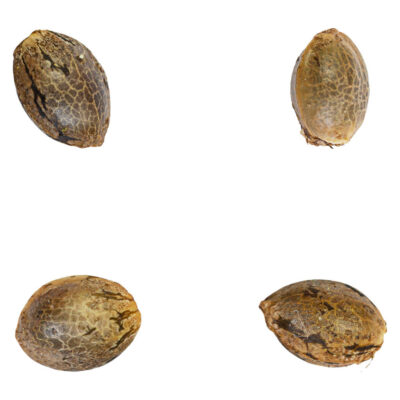 Nishi Seeds