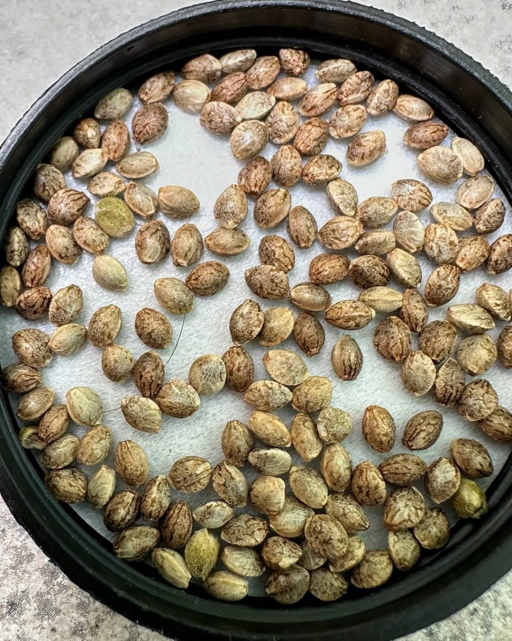 Tempura Seeds