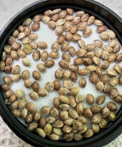 Wazabi Seeds