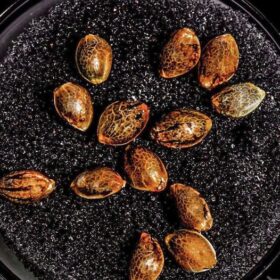 Crab Legs Seeds