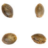 T-Bone Seeds
