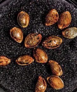 Tomahawk Seeds