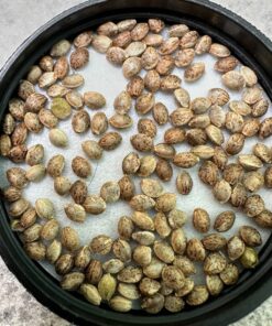 Black Zushi X Tbone Seeds