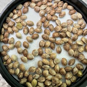 Black Zushi X Tbone Seeds